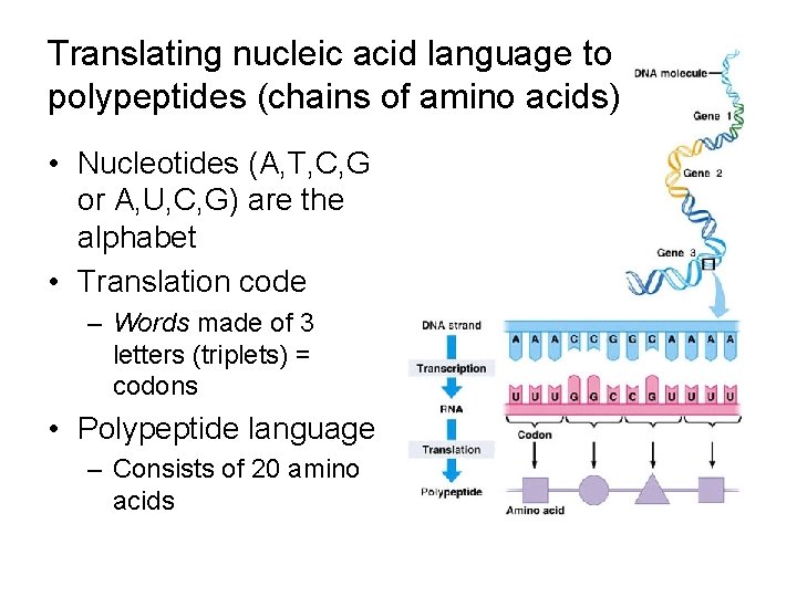 Translating nucleic acid language to polypeptides (chains of amino acids) • Nucleotides (A, T,