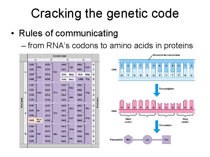 Cracking the genetic code • Rules of communicating – from RNA’s codons to amino