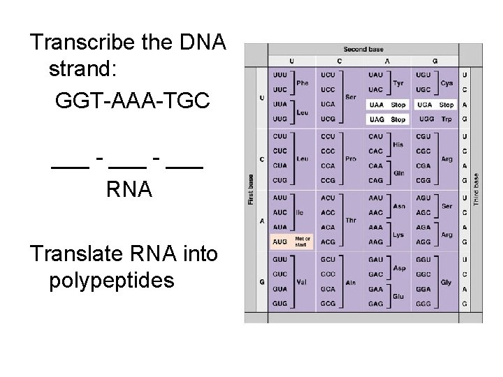 Transcribe the DNA strand: GGT-AAA-TGC ___ - ___ RNA Translate RNA into polypeptides 