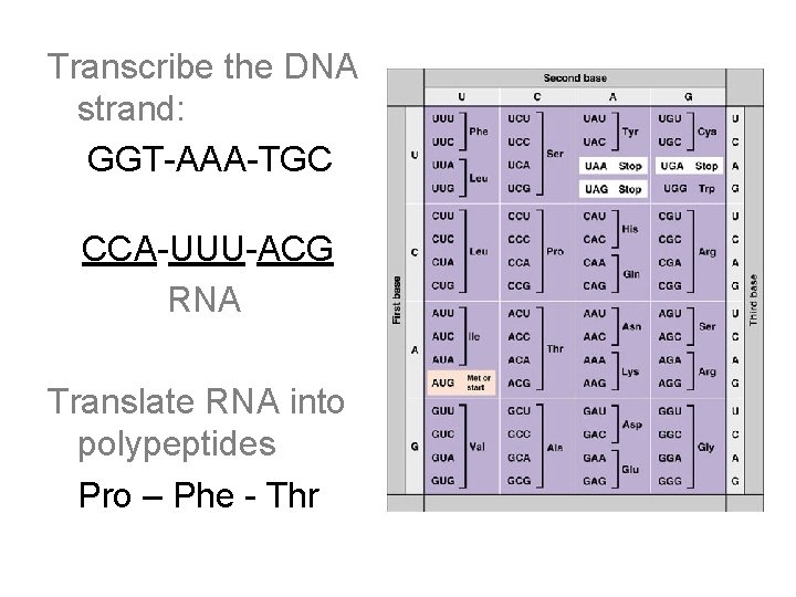 Transcribe the DNA strand: GGT-AAA-TGC CCA-UUU-ACG RNA Translate RNA into polypeptides Pro – Phe