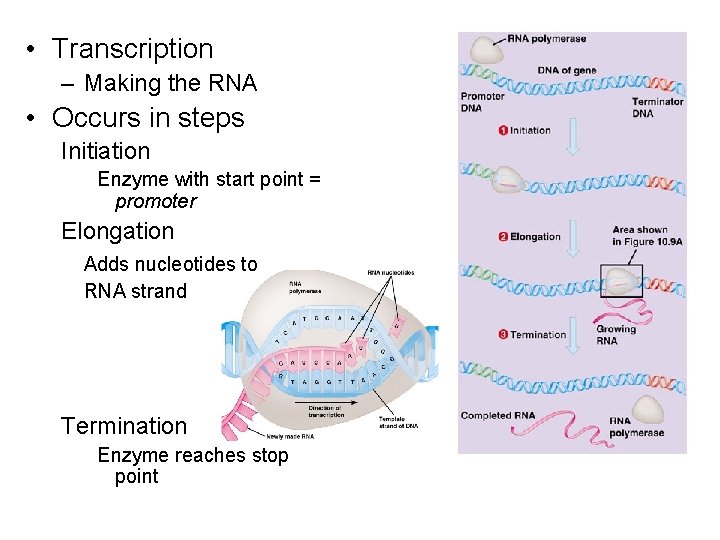  • Transcription – Making the RNA • Occurs in steps Initiation Enzyme with