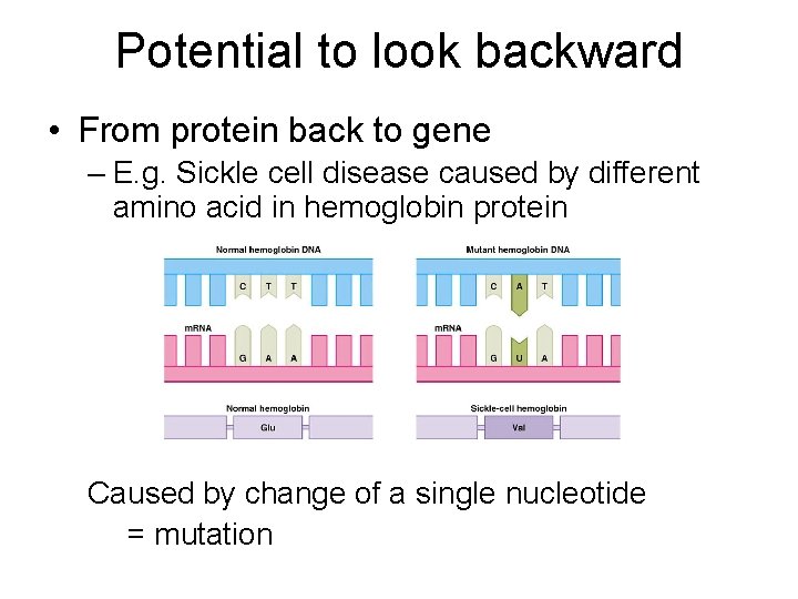 Potential to look backward • From protein back to gene – E. g. Sickle