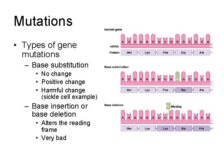 Mutations • Types of gene mutations – Base substitution • No change • Positive