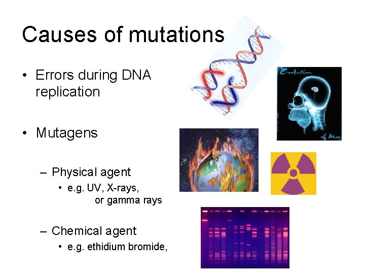 Causes of mutations • Errors during DNA replication • Mutagens – Physical agent •