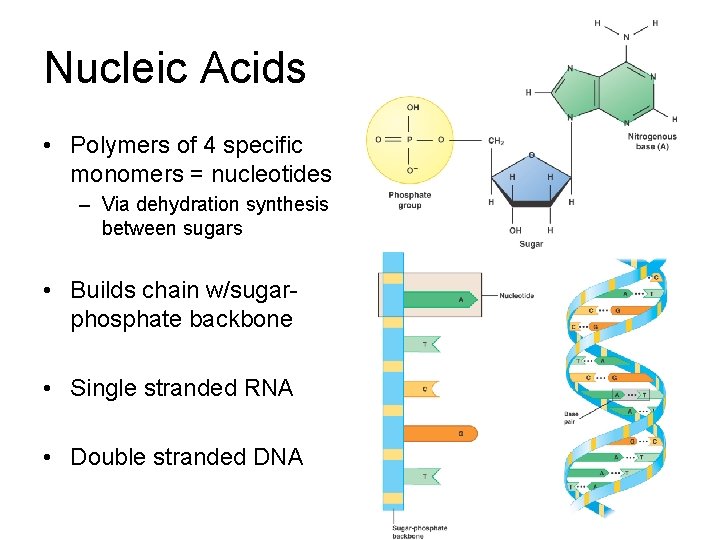 Nucleic Acids • Polymers of 4 specific monomers = nucleotides – Via dehydration synthesis