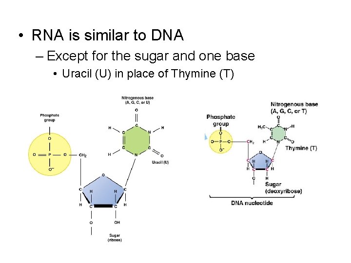  • RNA is similar to DNA – Except for the sugar and one