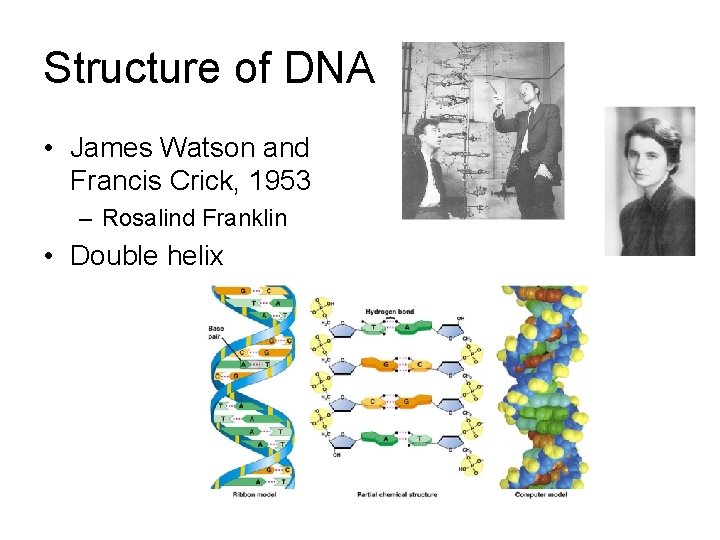 Structure of DNA • James Watson and Francis Crick, 1953 – Rosalind Franklin •