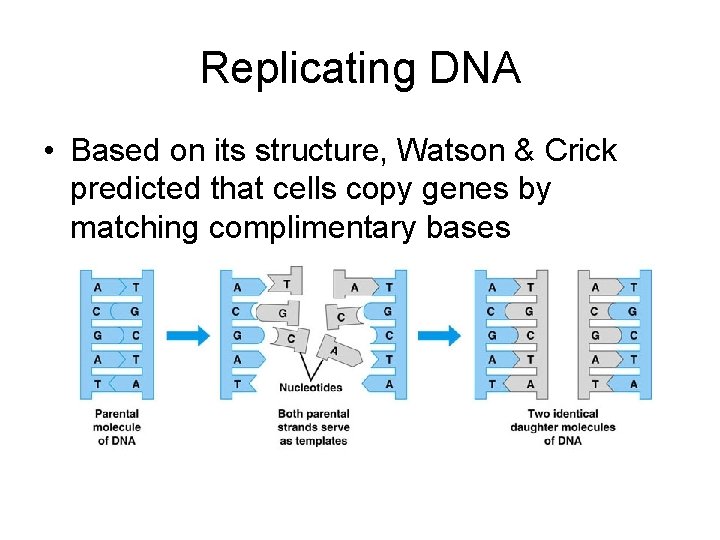 Replicating DNA • Based on its structure, Watson & Crick predicted that cells copy