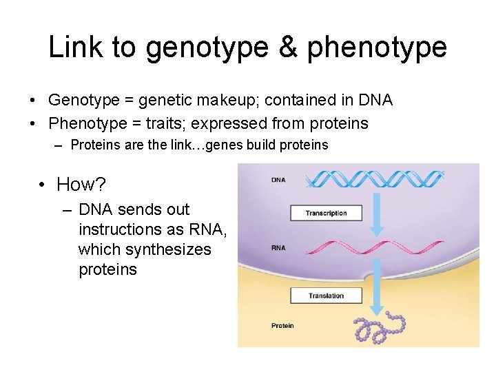 Link to genotype & phenotype • Genotype = genetic makeup; contained in DNA •