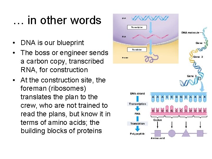 … in other words • DNA is our blueprint • The boss or engineer