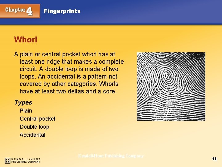 Fingerprints Whorl A plain or central pocket whorl has at least one ridge that