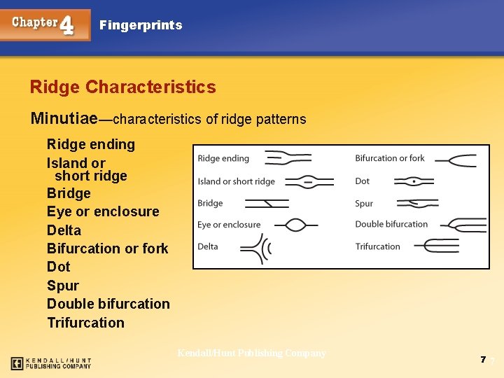 Fingerprints Ridge Characteristics Minutiae—characteristics of ridge patterns Ridge ending Island or short ridge Bridge