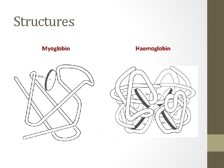 Structures Myoglobin Haemoglobin 