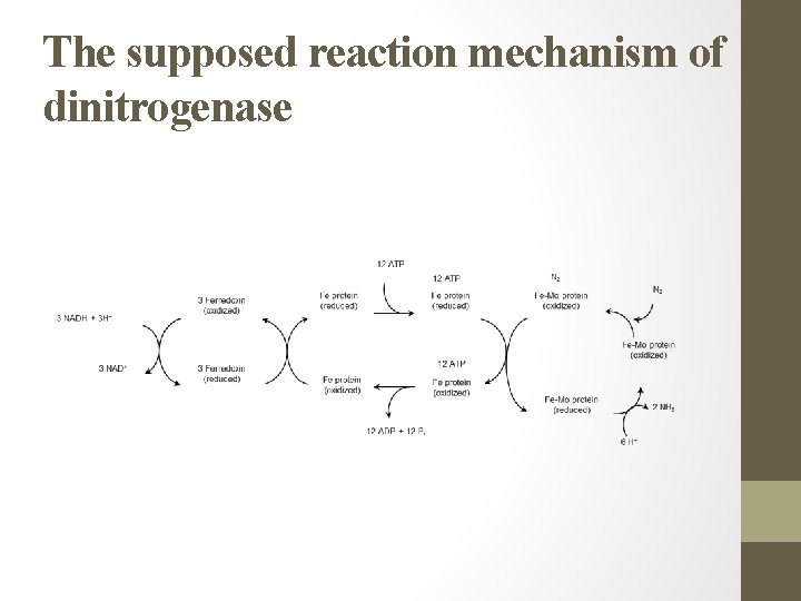 The supposed reaction mechanism of dinitrogenase 