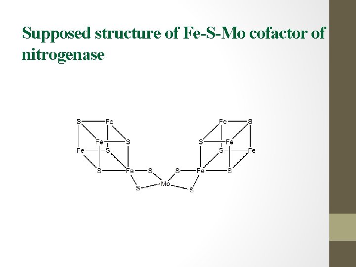 Supposed structure of Fe-S-Mo cofactor of nitrogenase 