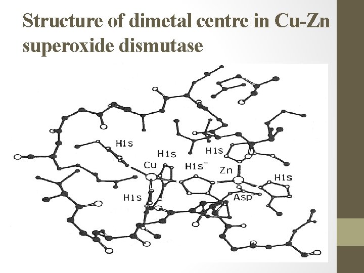 Structure of dimetal centre in Cu-Zn superoxide dismutase 