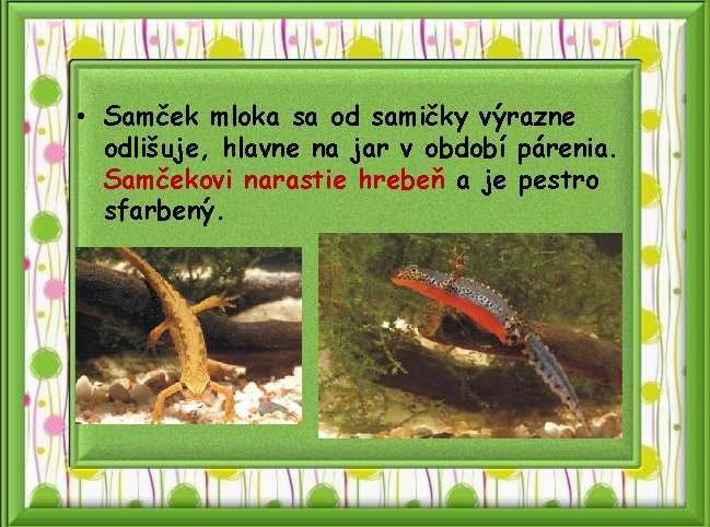  • Samček mloka sa od samičky výrazne odlišuje, hlavne na jar v období