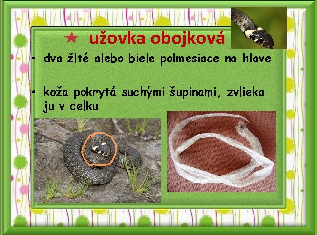 užovka obojková • dva žlté alebo biele polmesiace na hlave • koža pokrytá suchými