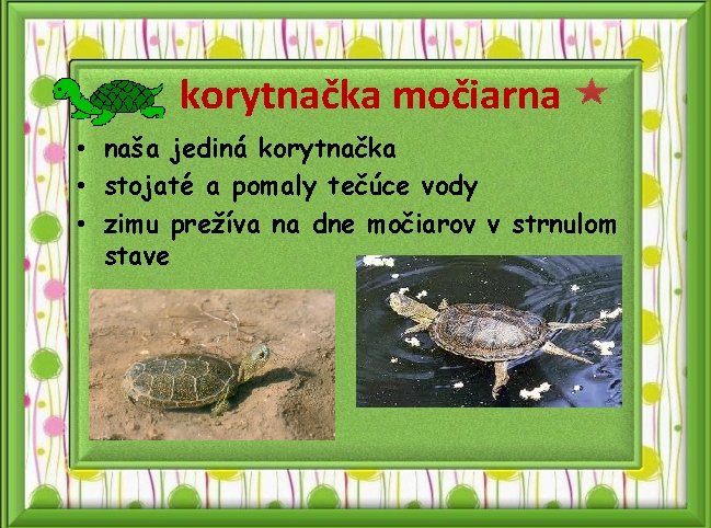 korytnačka močiarna • naša jediná korytnačka • stojaté a pomaly tečúce vody • zimu