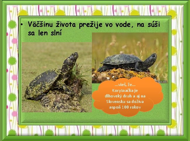  • Väčšinu života prežije vo vode, na súši sa len slní . .