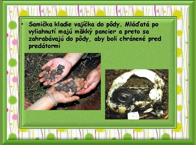  • Samička kladie vajíčka do pôdy. Mláďatá po vyliahnutí majú mäkký pancier a