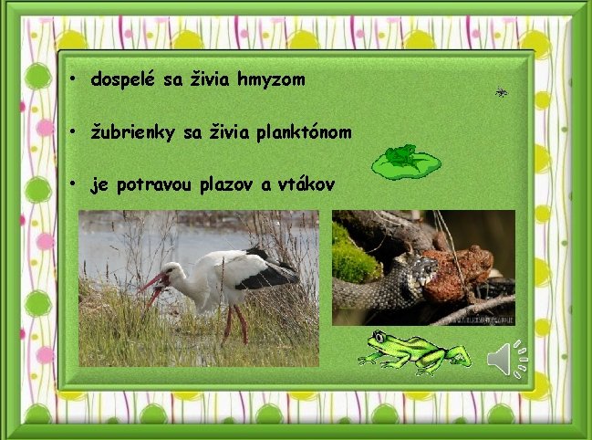  • dospelé sa živia hmyzom • žubrienky sa živia planktónom • je potravou