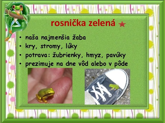 rosnička zelená • • naša najmenšia žaba kry, stromy, lúky potrava: žubrienky, hmyz, pavúky