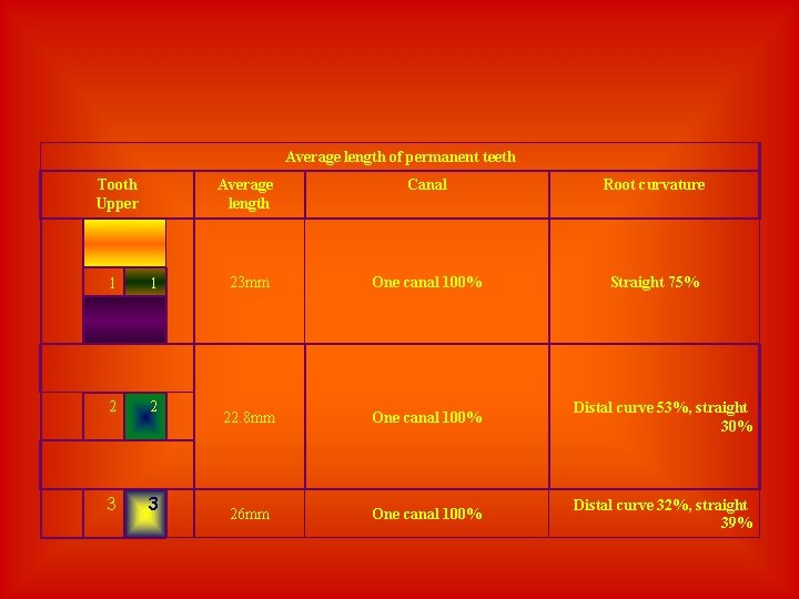 Average length of permanent teeth Tooth Upper 1 1 2 2 3 3 Average
