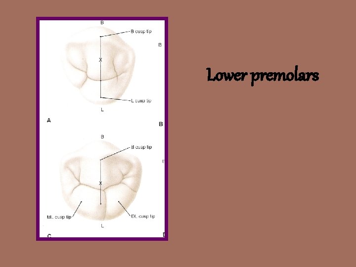 Lower premolars 