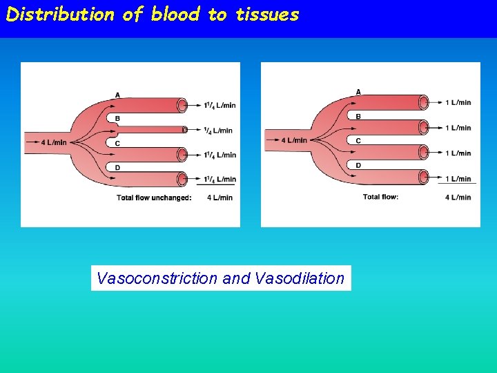 Distribution of blood to tissues Vasoconstriction and Vasodilation 
