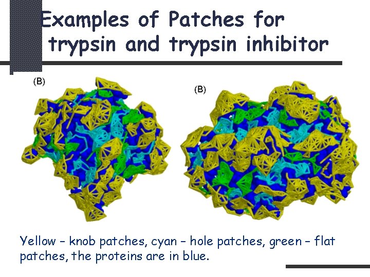 Examples of Patches for trypsin and trypsin inhibitor Yellow – knob patches, cyan –