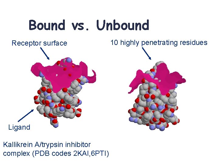 Bound vs. Unbound Receptor surface Ligand Kallikrein A/trypsin inhibitor complex (PDB codes 2 KAI,