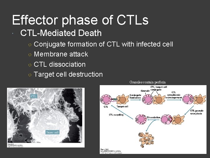 Effector phase of CTLs CTL-Mediated Death ○ Conjugate formation of CTL with infected cell