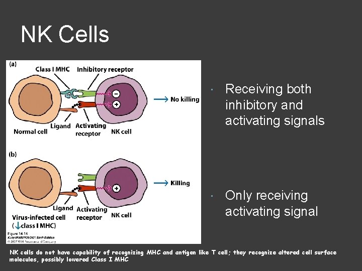 NK Cells Receiving both inhibitory and activating signals Only receiving activating signal NK cells