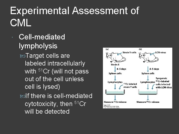 Experimental Assessment of CML Cell-mediated lympholysis Target cells are labeled intracellularly with 51 Cr