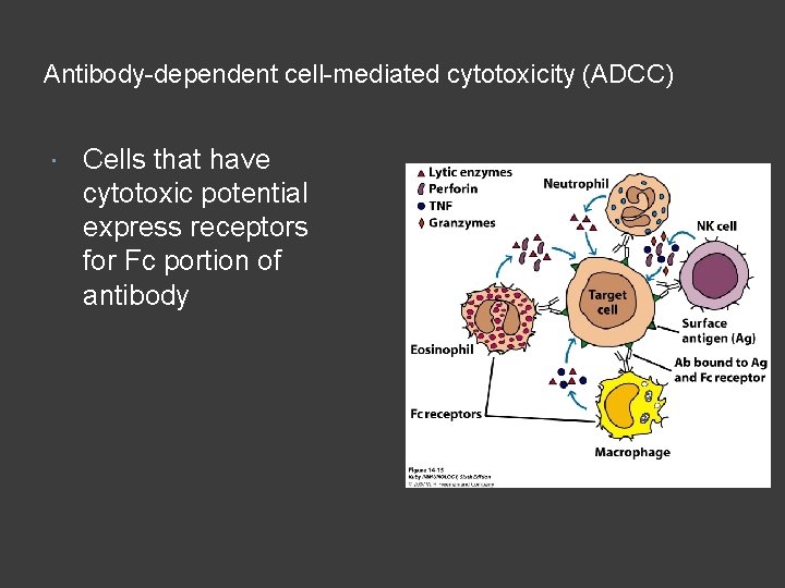 Antibody-dependent cell-mediated cytotoxicity (ADCC) Cells that have cytotoxic potential express receptors for Fc portion