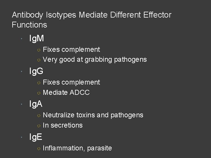 Antibody Isotypes Mediate Different Effector Functions Ig. M ○ Fixes complement ○ Very good