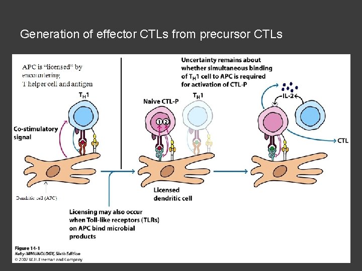 Generation of effector CTLs from precursor CTLs 