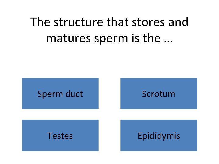 The structure that stores and matures sperm is the … Sperm duct Scrotum Testes