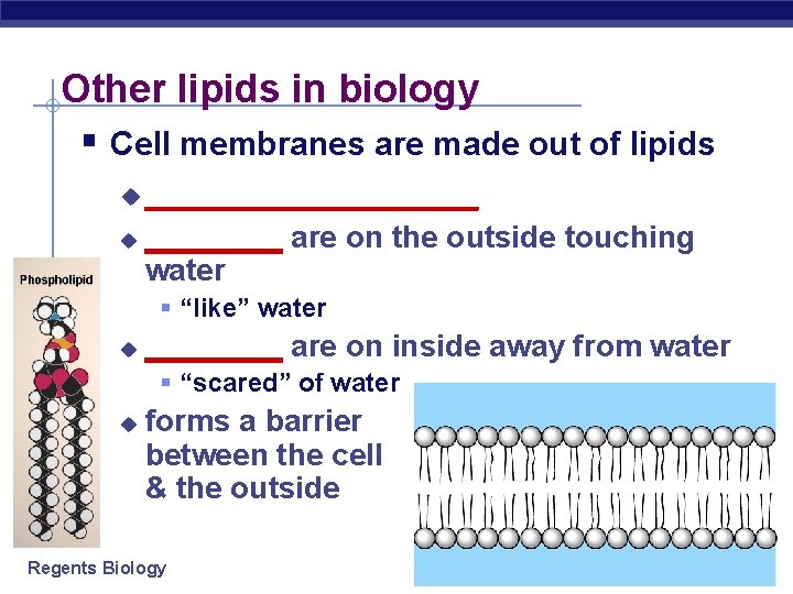 Other lipids in biology § Cell membranes are made out of lipids u u
