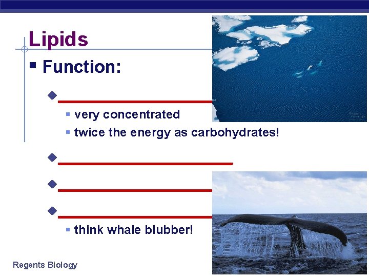 Lipids § Function: u _________ § very concentrated § twice the energy as carbohydrates!