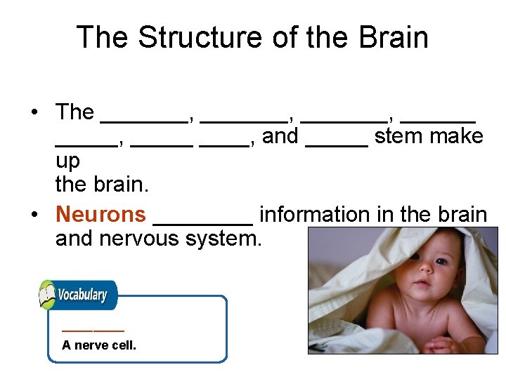 The Structure of the Brain • The _______, ______, _____, and _____ stem make