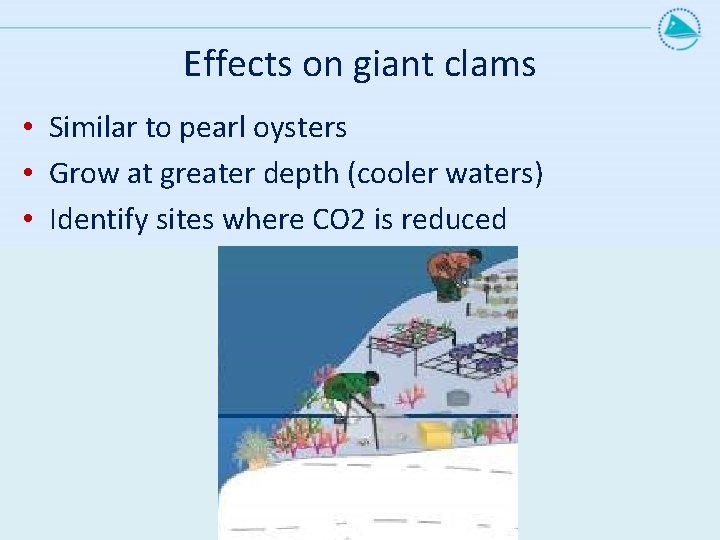 Effects on giant clams • Similar to pearl oysters • Grow at greater depth