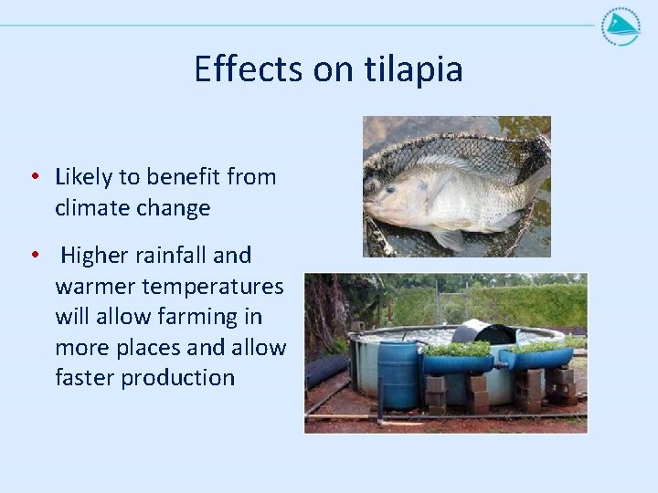 Effects on tilapia • Likely to benefit from climate change • Higher rainfall and