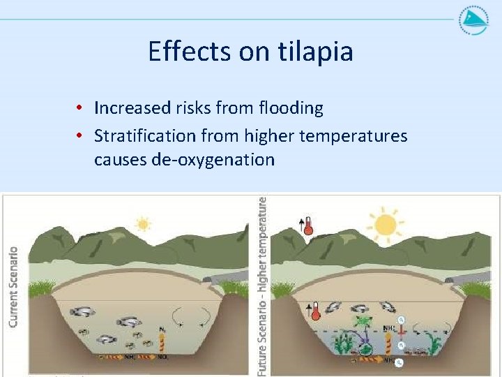 Effects on tilapia • Increased risks from flooding • Stratification from higher temperatures causes