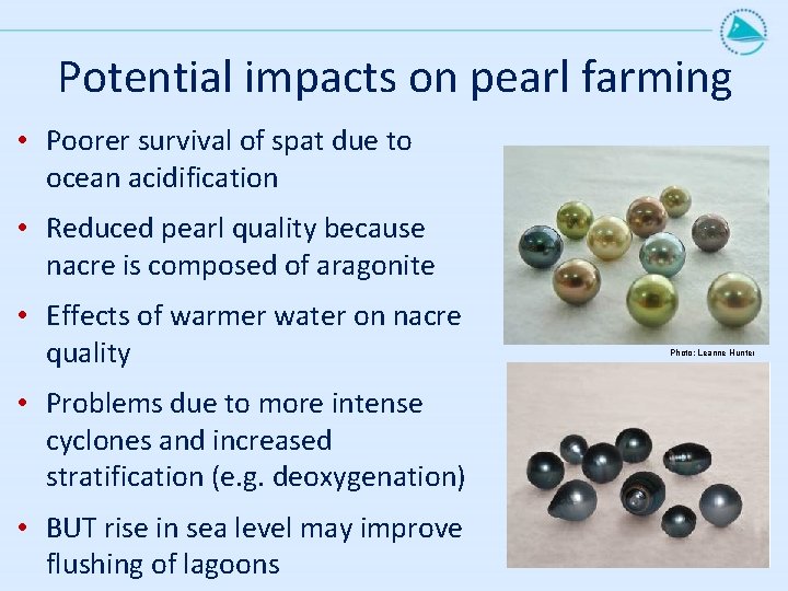 Potential impacts on pearl farming • Poorer survival of spat due to ocean acidification