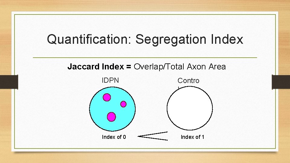 Quantification: Segregation Index Jaccard Index = Overlap/Total Axon Area IDPN Index of 0 Contro