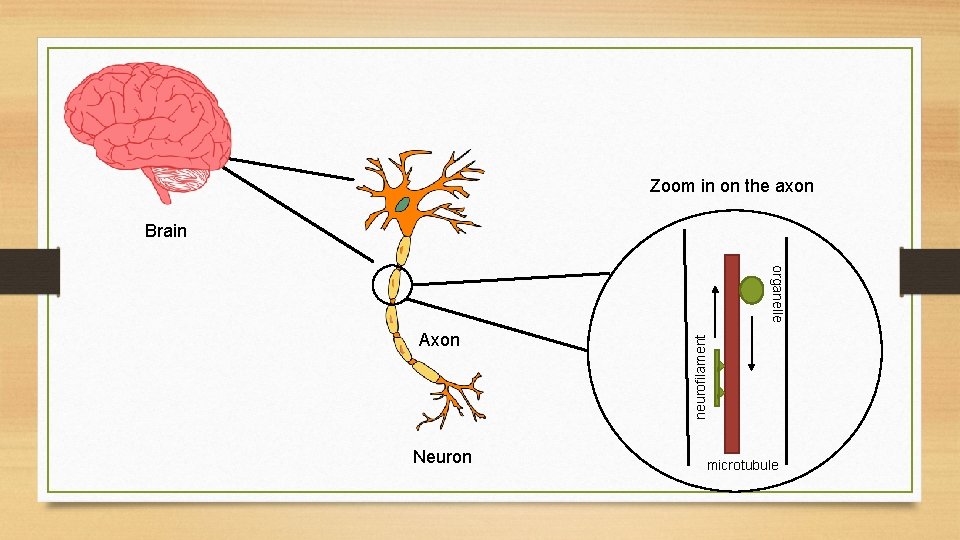 Zoom in on the axon Brain Neuron neurofilament organelle Axon microtubule 