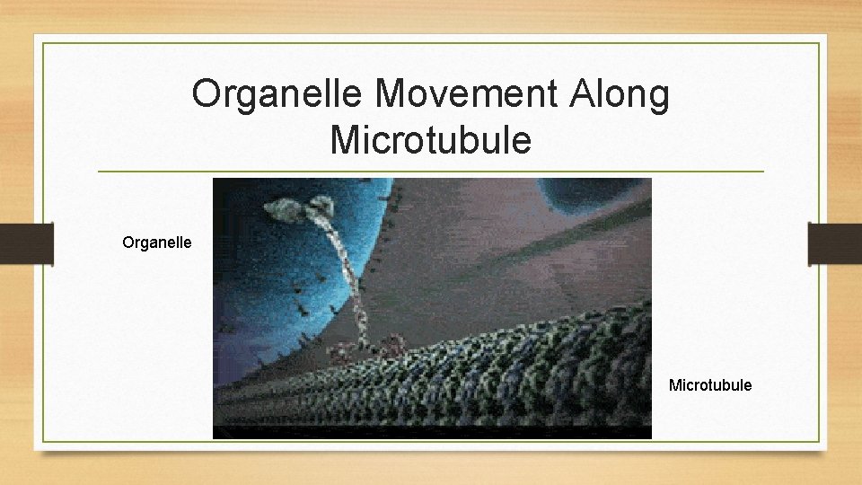 Organelle Movement Along Microtubule Organelle Microtubule 