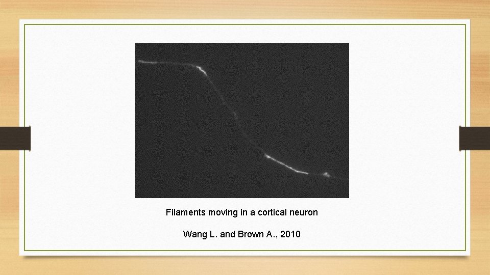 Filaments moving in a cortical neuron Wang L. and Brown A. , 2010 